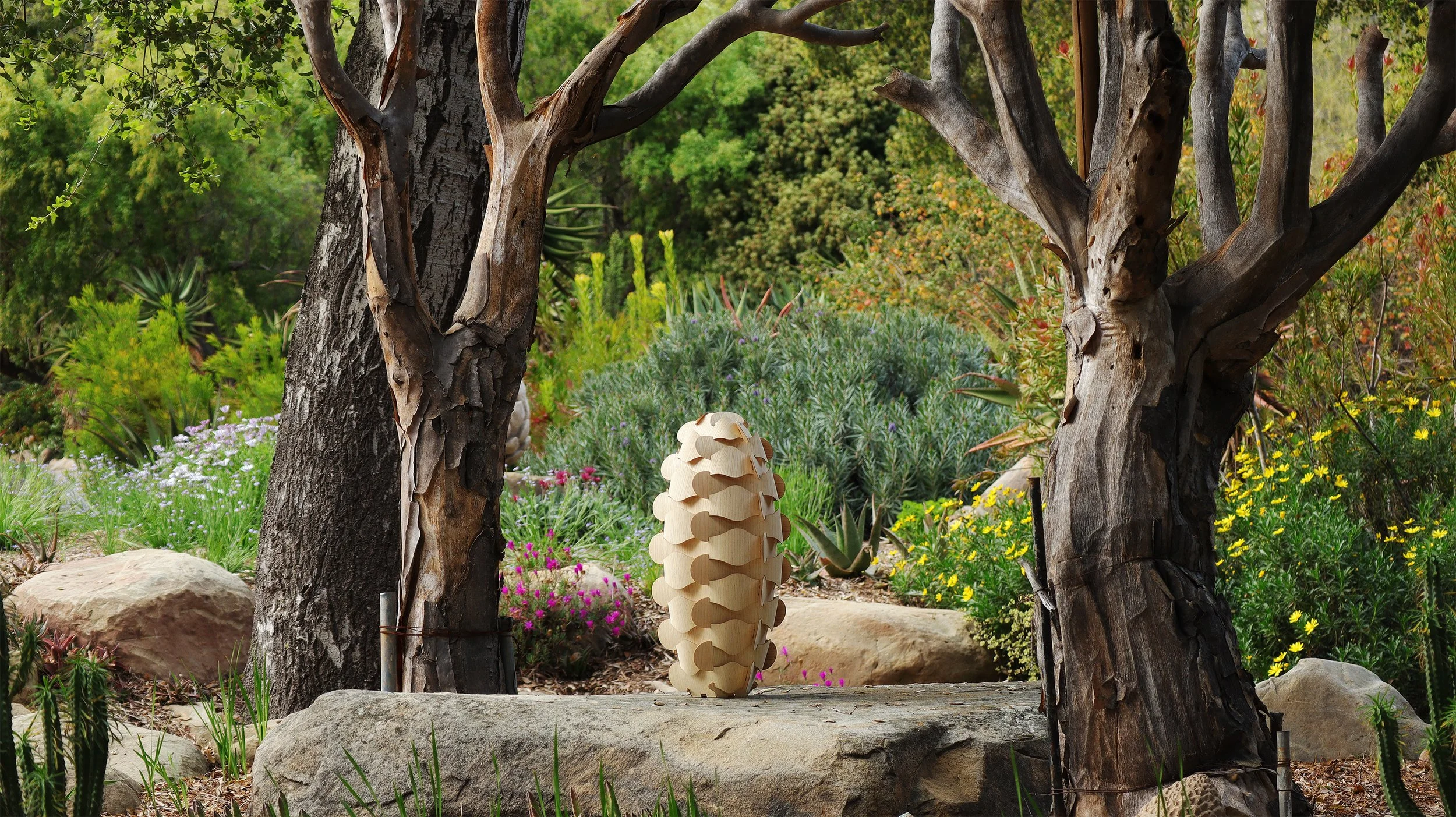 cereus 2.0 taft uncropped 5.jpg