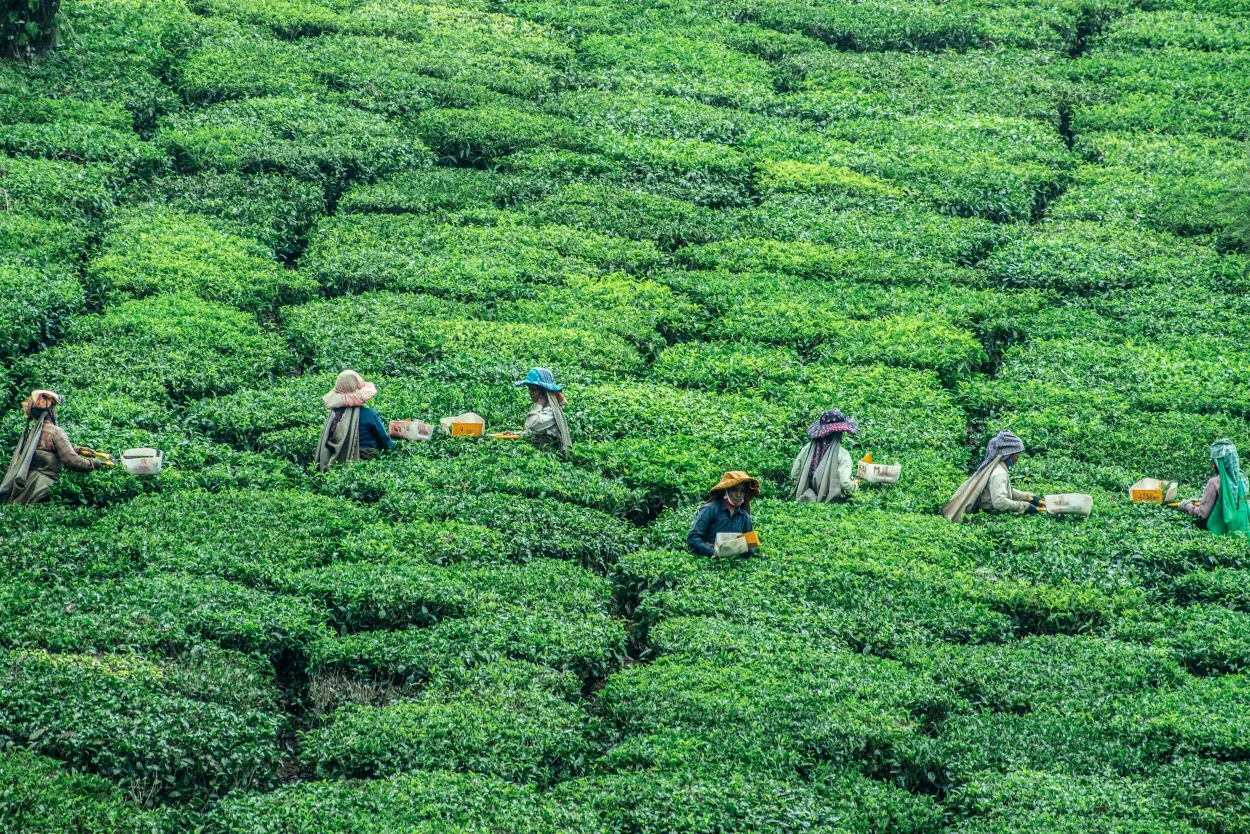 Artisans handpicking tea leaves in lush green plantations, representing origin and craftsmanship