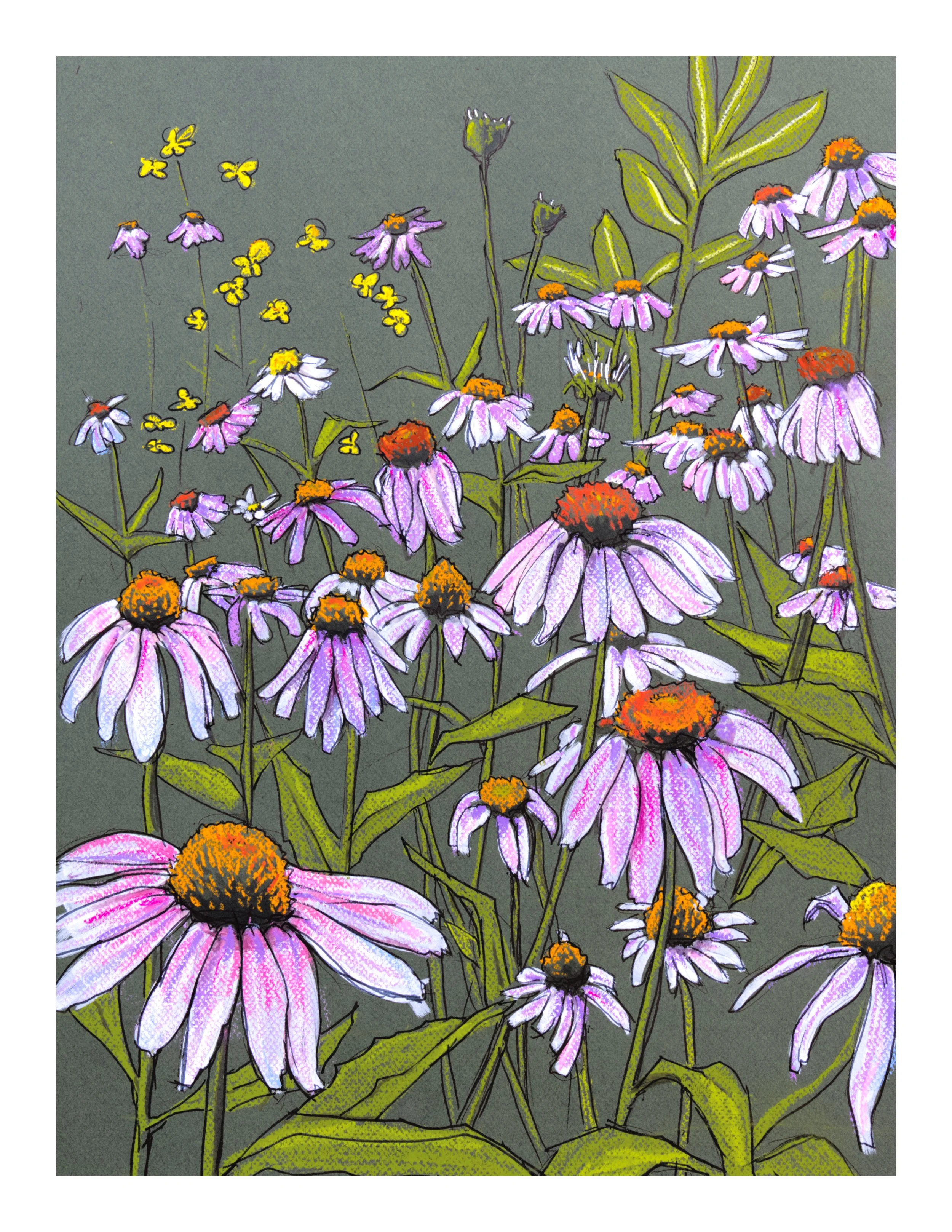 Cone Flowers.jpg