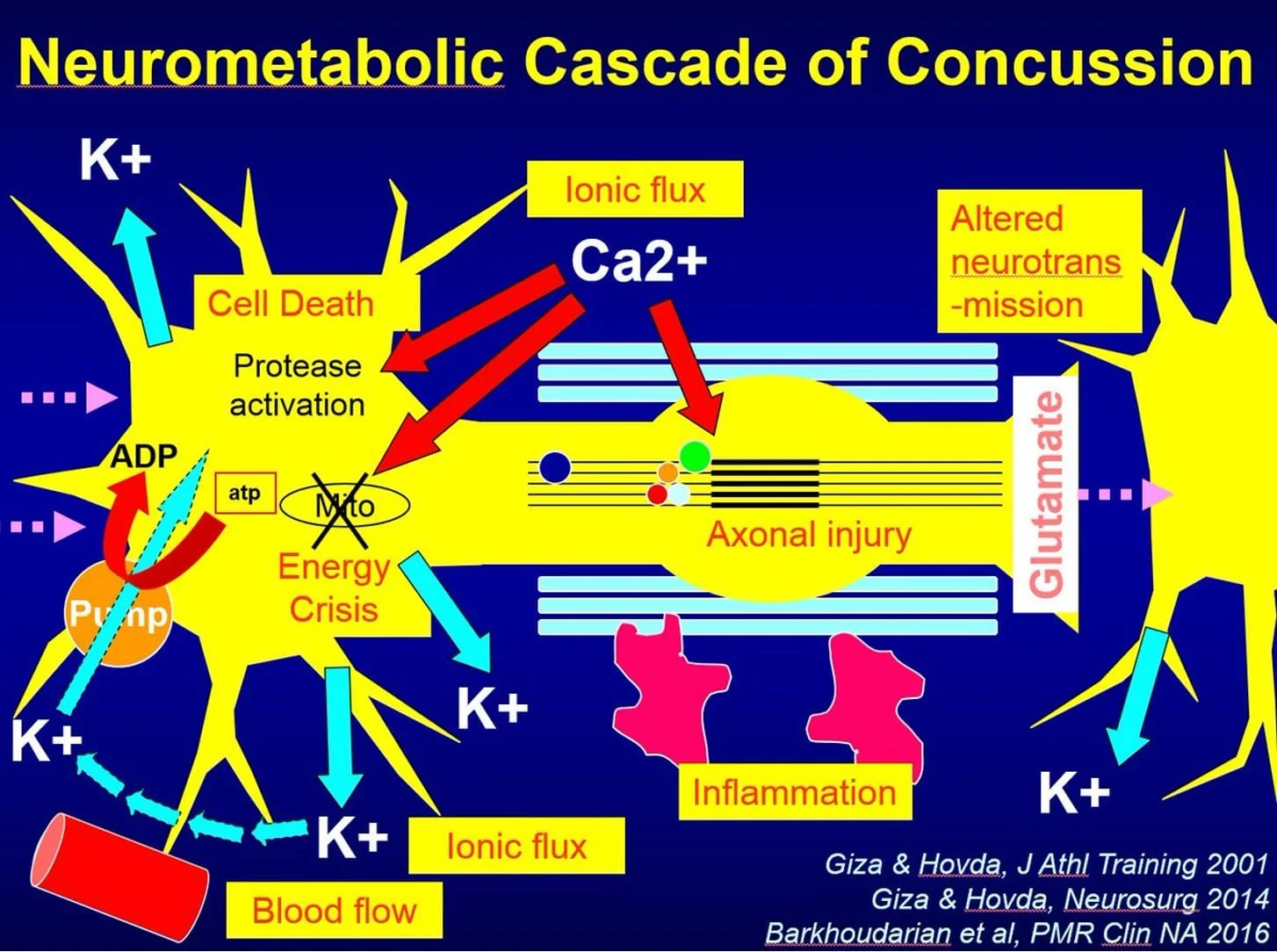 Neurometabolic Cascade of concussion info graphic