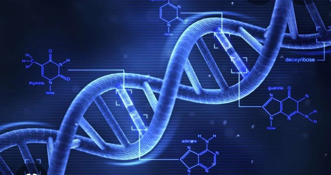 Raven Folk DNA Program