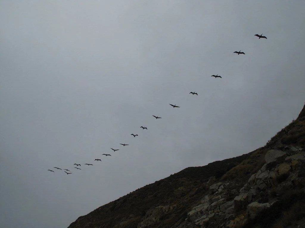 What Do the Birds Say?