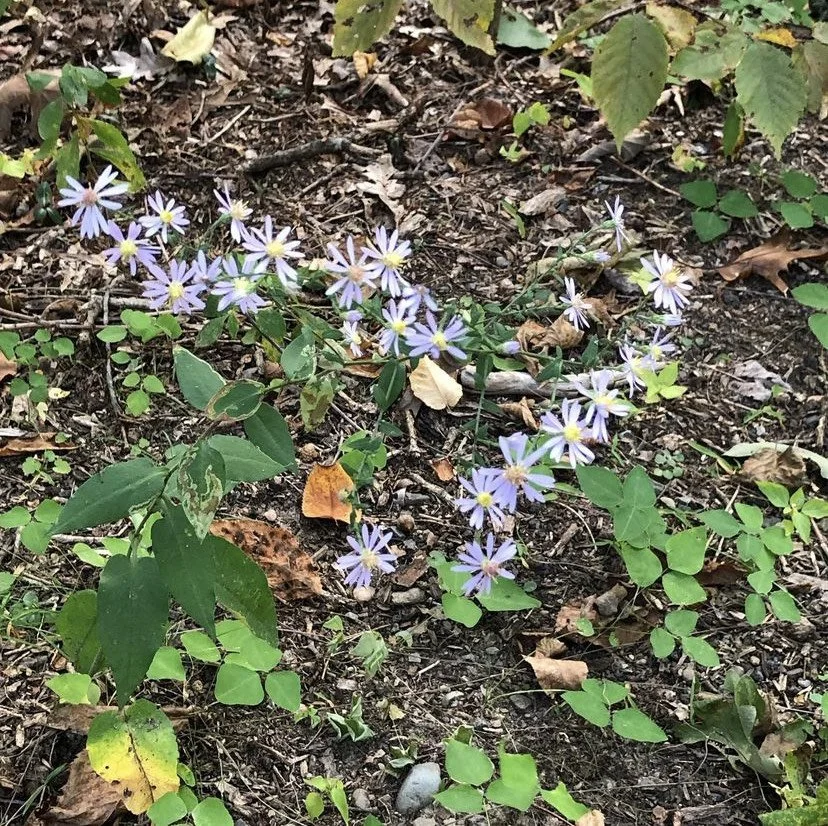 Small purple flowers blooming on a vine in a wooded area with green and yellow leaves, and brown soil.
