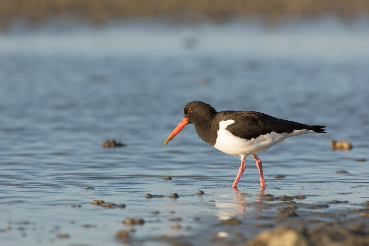 Better Wildlife Photography Begins Before You Raise the Camera