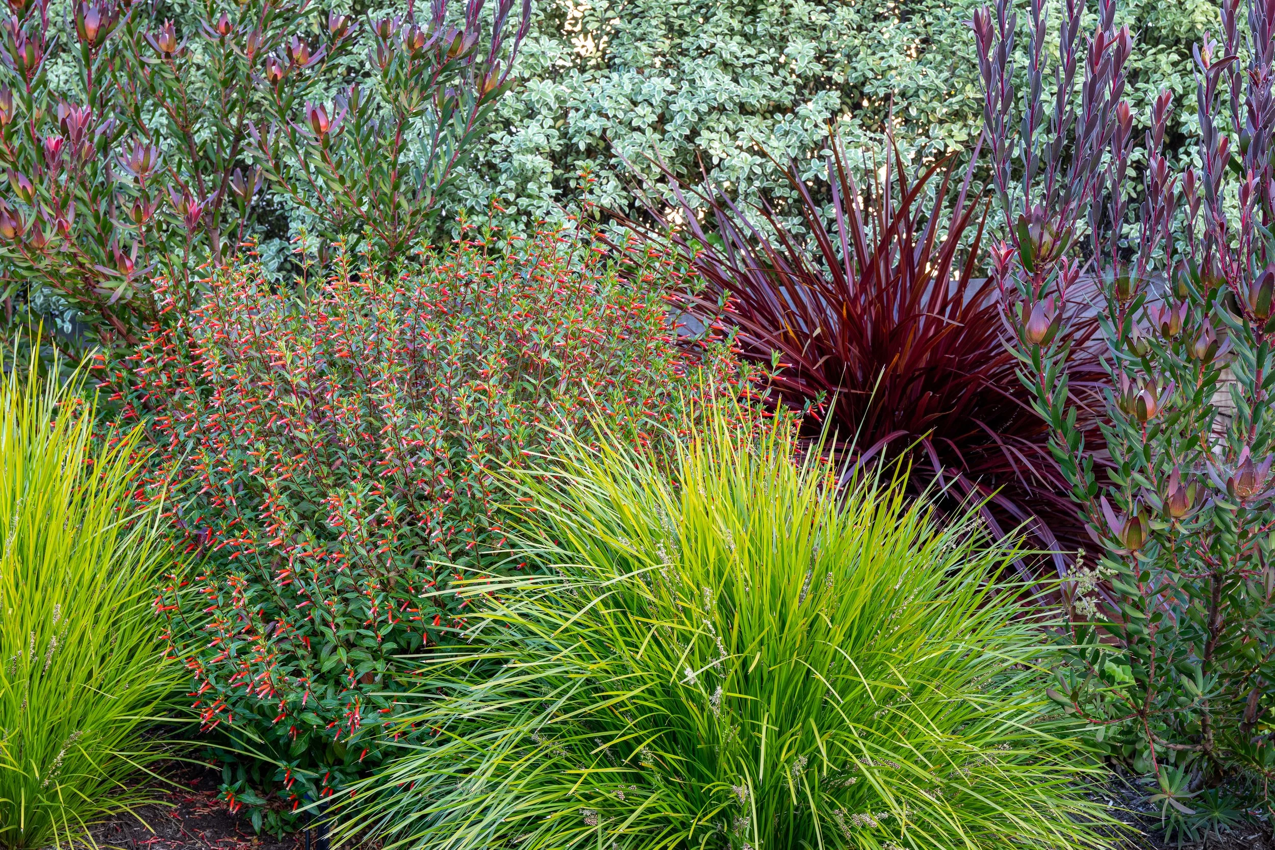 JudePM_Plant Stars_Phillips-8395.jpg