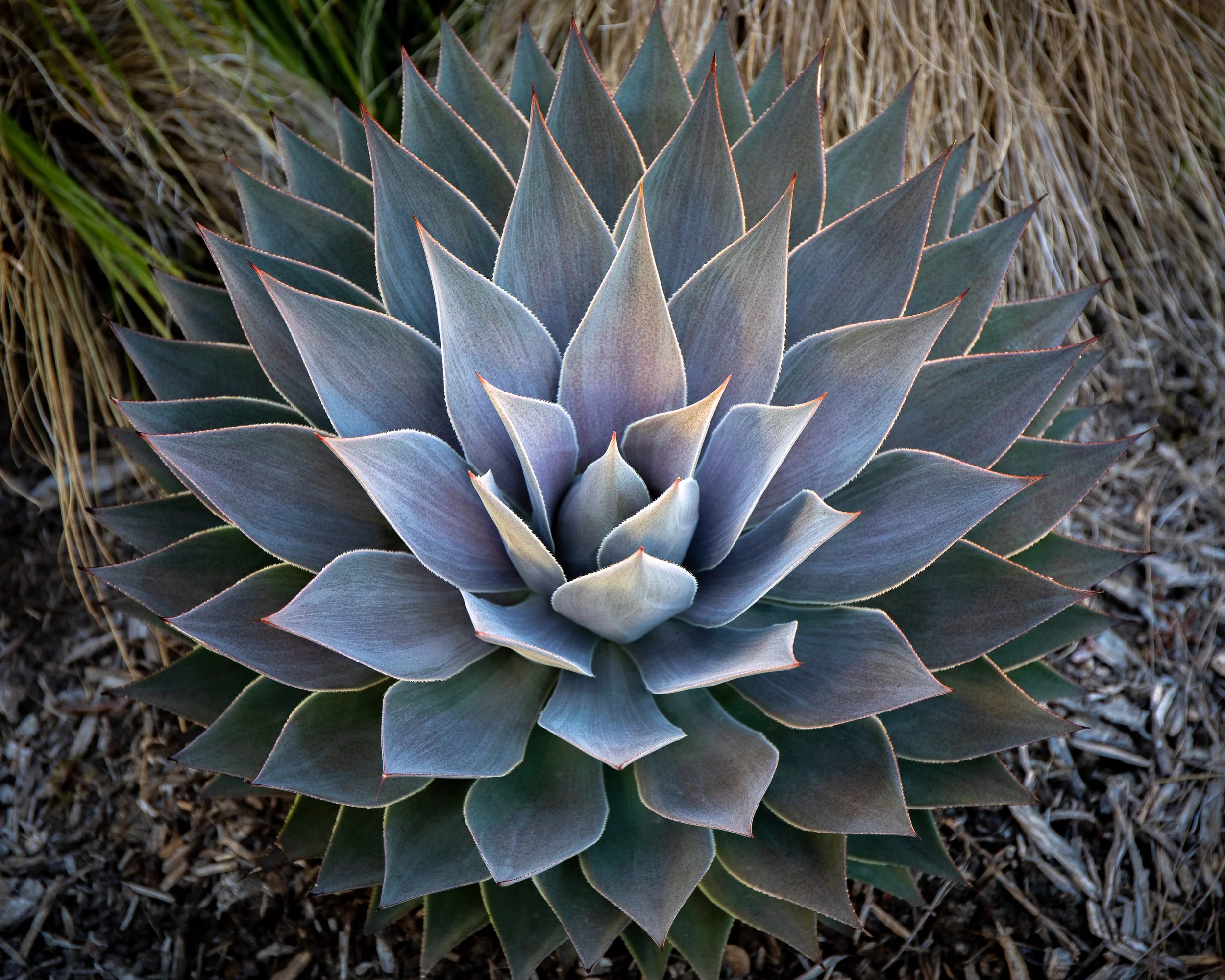 JudePM_Plant Stars_Phillips-8391.jpg