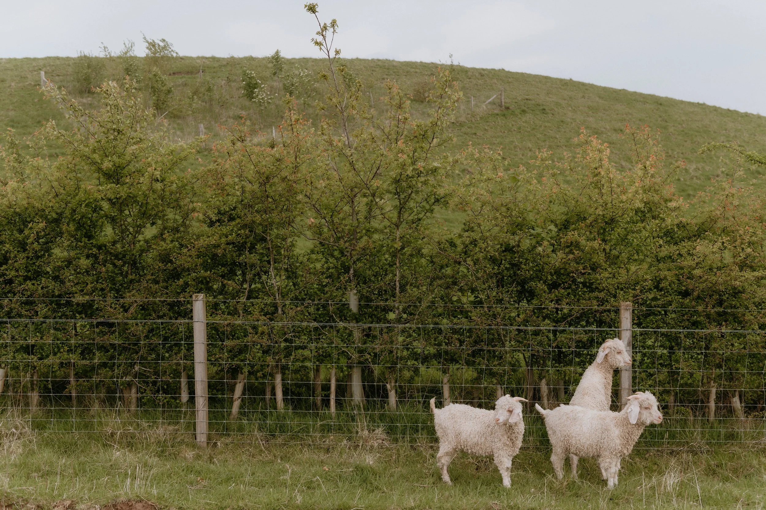 Roots & boundaries: Hedgelaying for nature-friendly farms