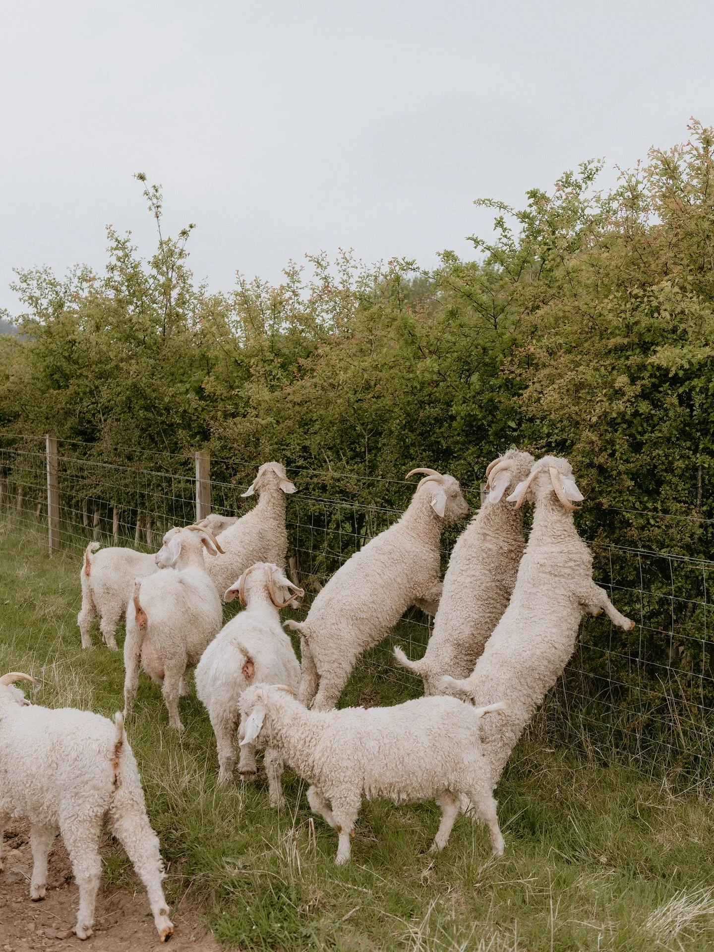 Roots + Boundaries. Hedgelaying for Nature Friendly Farms with @nffnuk at Guardswell, on the 24th and 25th of February- led by Torquil Varty. Through demonstrations and supervised practice, participants will gain confidence in laying a hedge in a reg