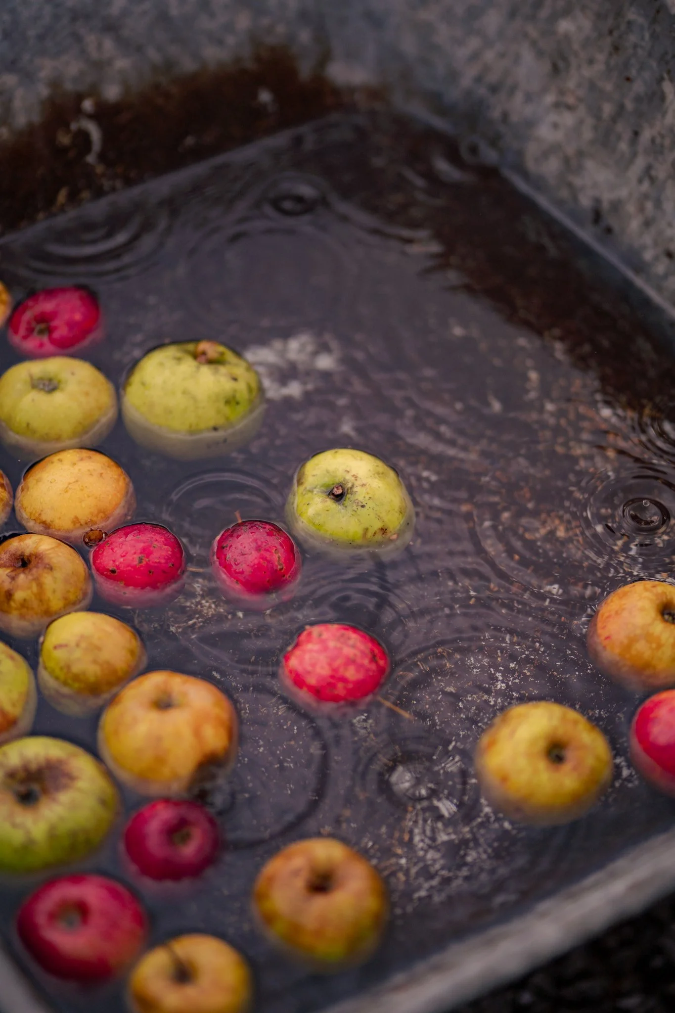 BRINGING IN THE APPLE HARVEST