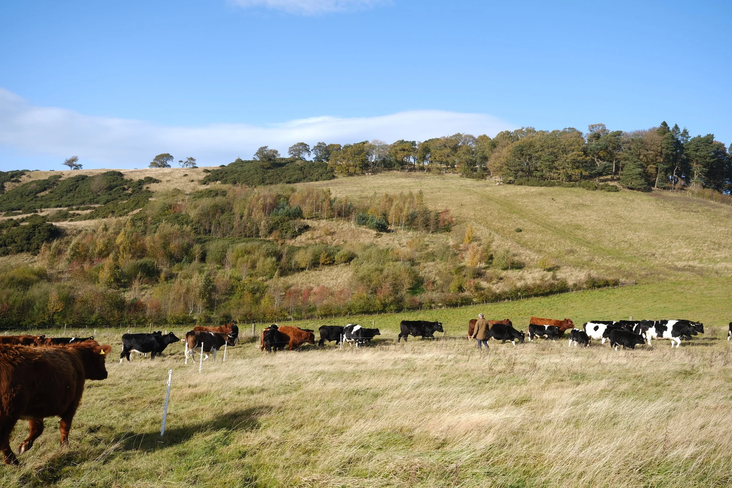 Pasture raised Shetland cattle grazing on species diverse sward on Guardswell Hill