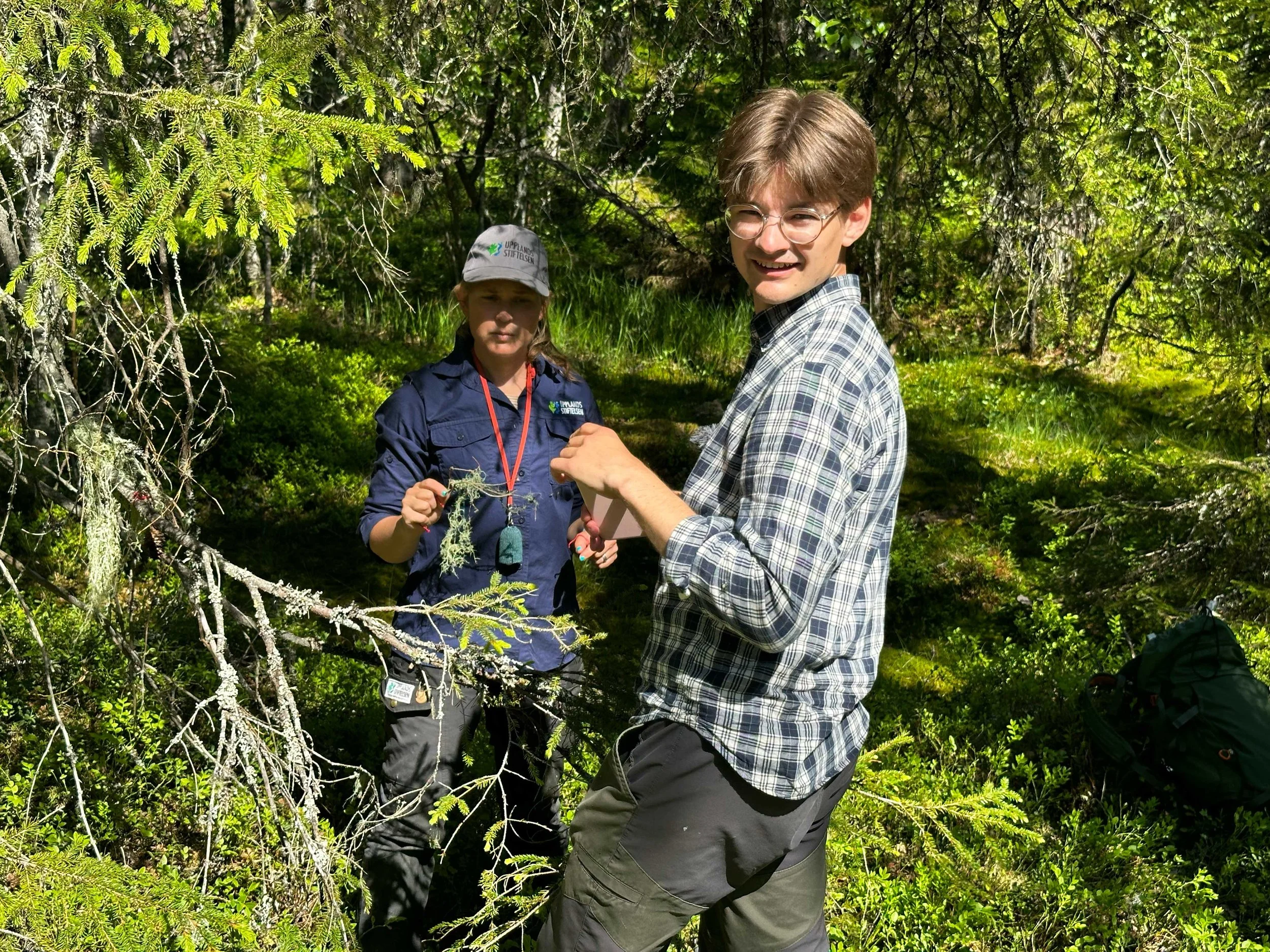Ringlavsflytten i Högbergs-mossen