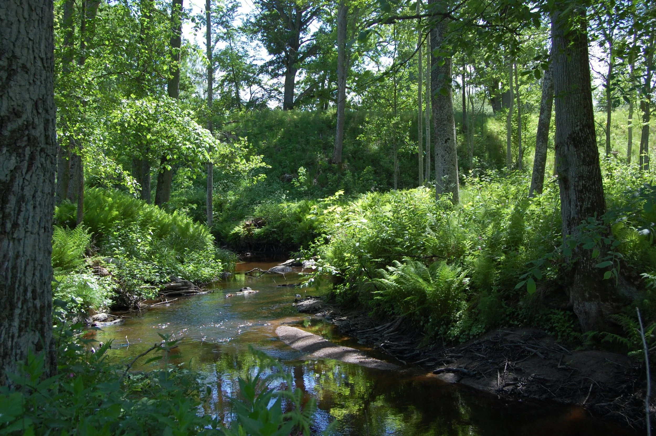 GÖTEBORG: En eftermiddag om biologisk mångfald (FULLBOKAT)