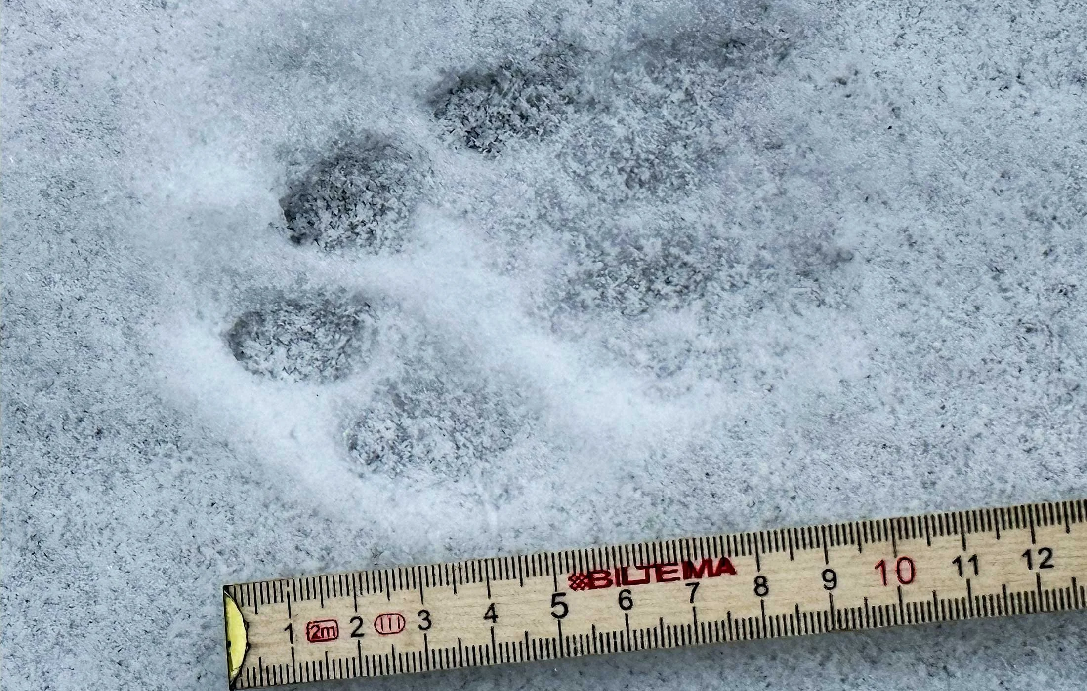 Avtrycket av höger framtass av lodjur.