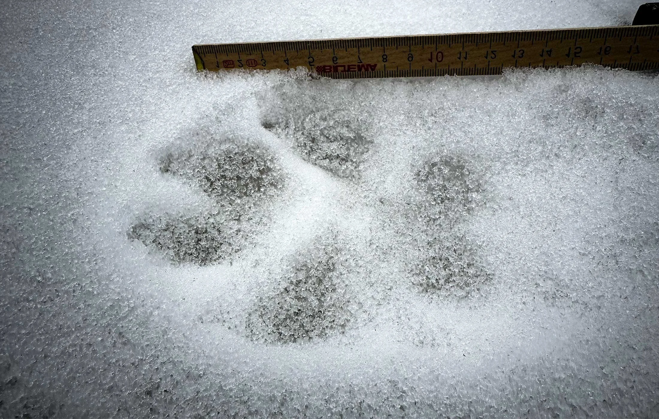 Avtryck av framtassen från en varg.