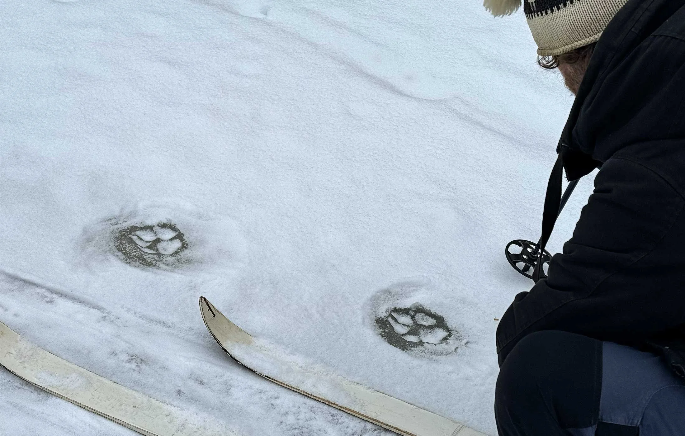 Vargspår som frusit fast i isen.