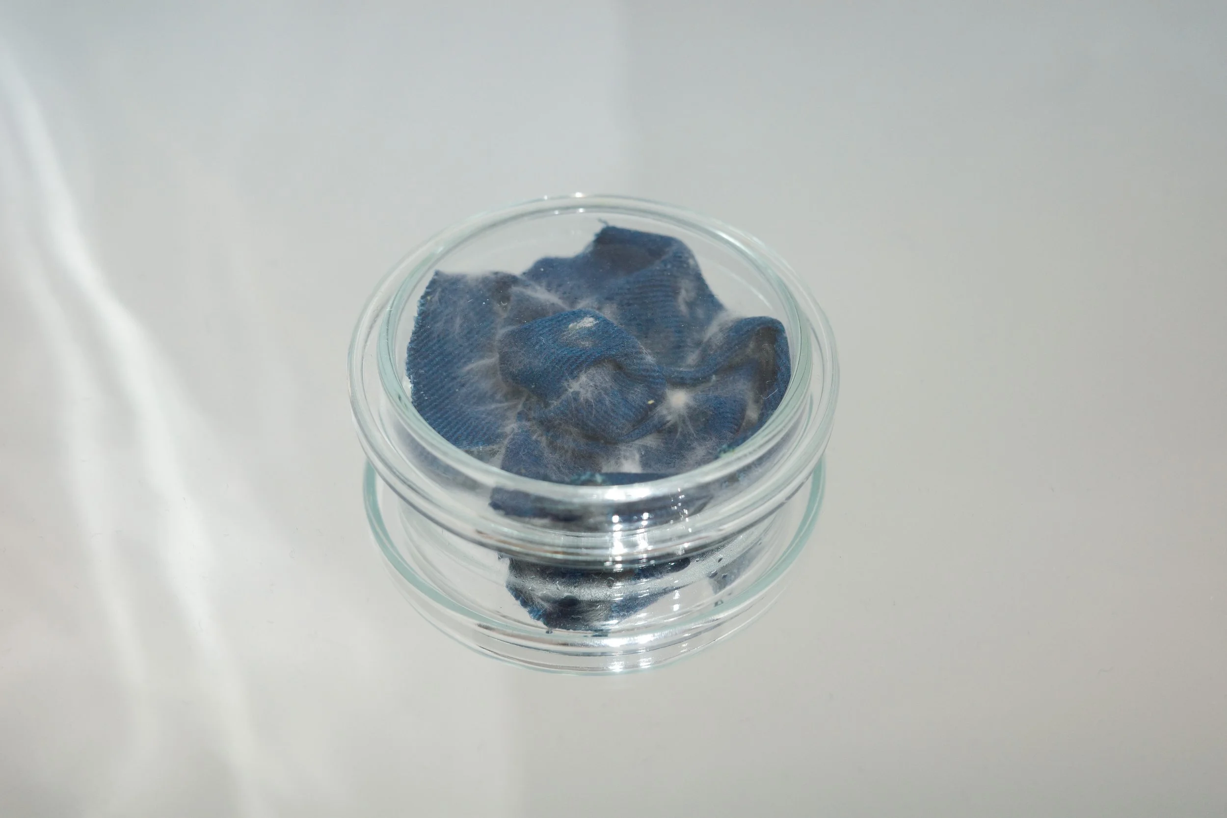 small petri blue.jpg