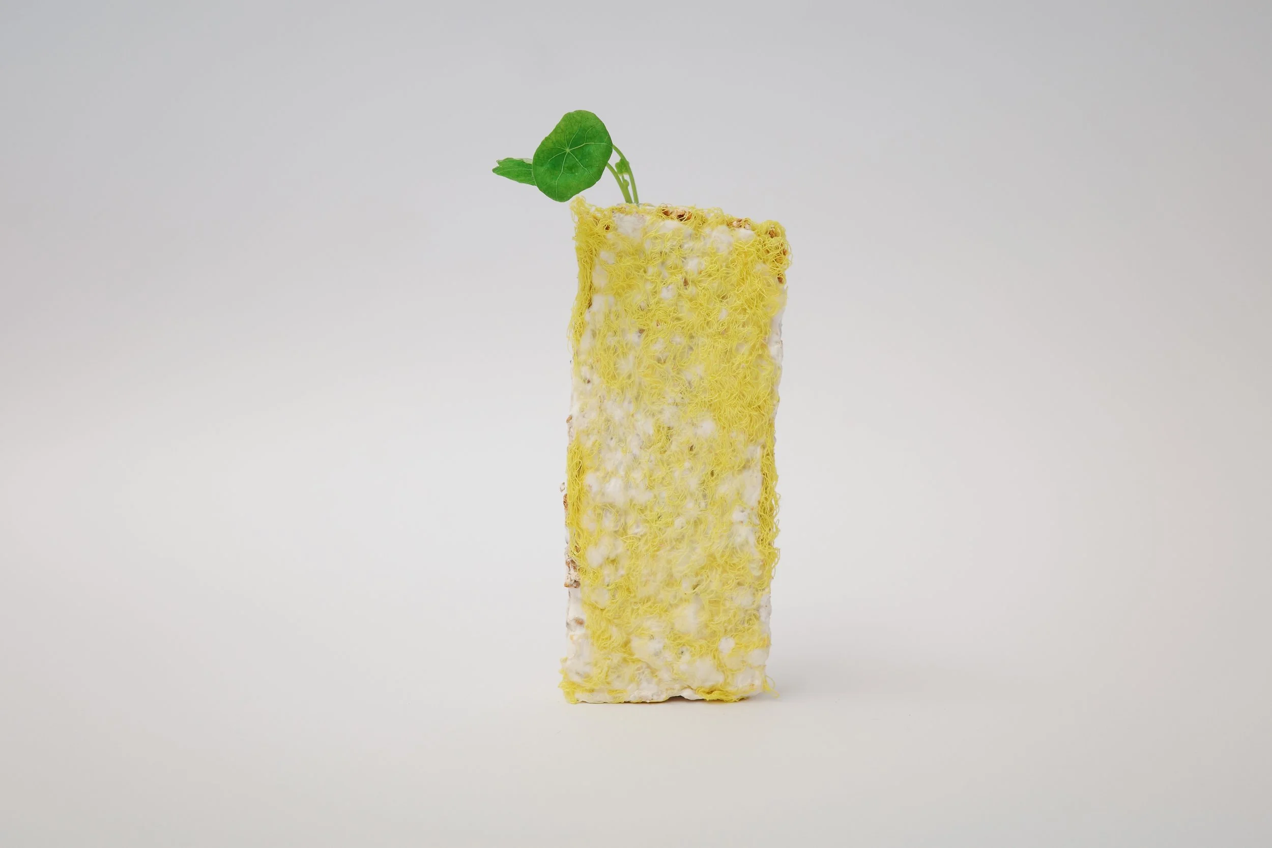 yellow horizontal.jpg