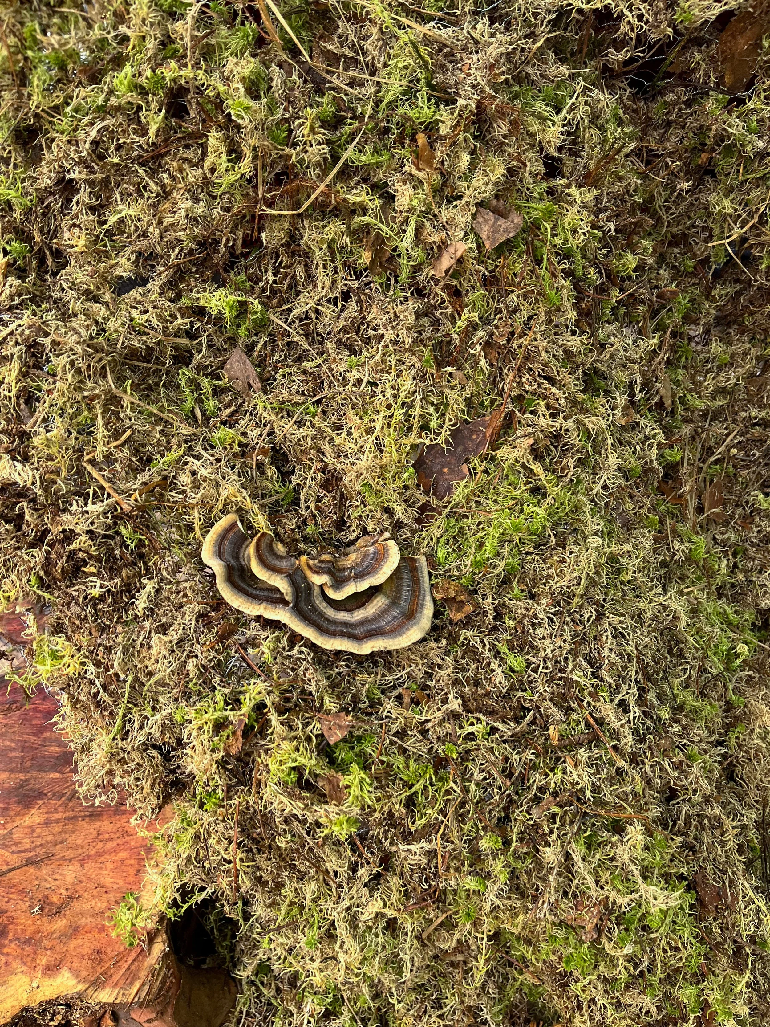 mushroom big nature.jpg