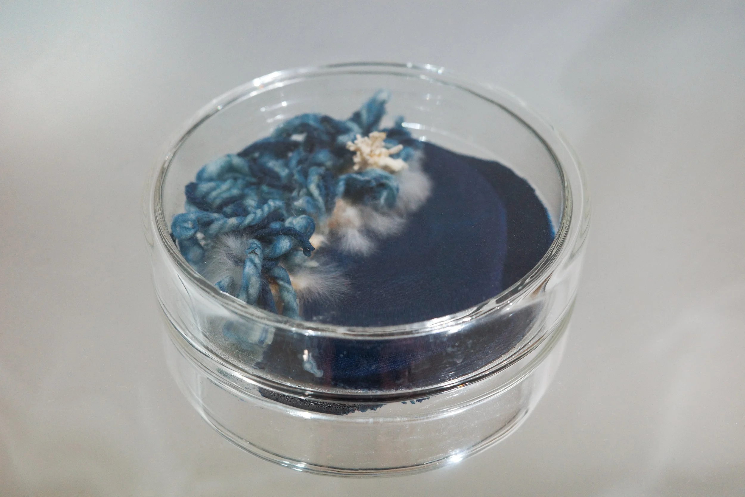 blue large petri.jpg