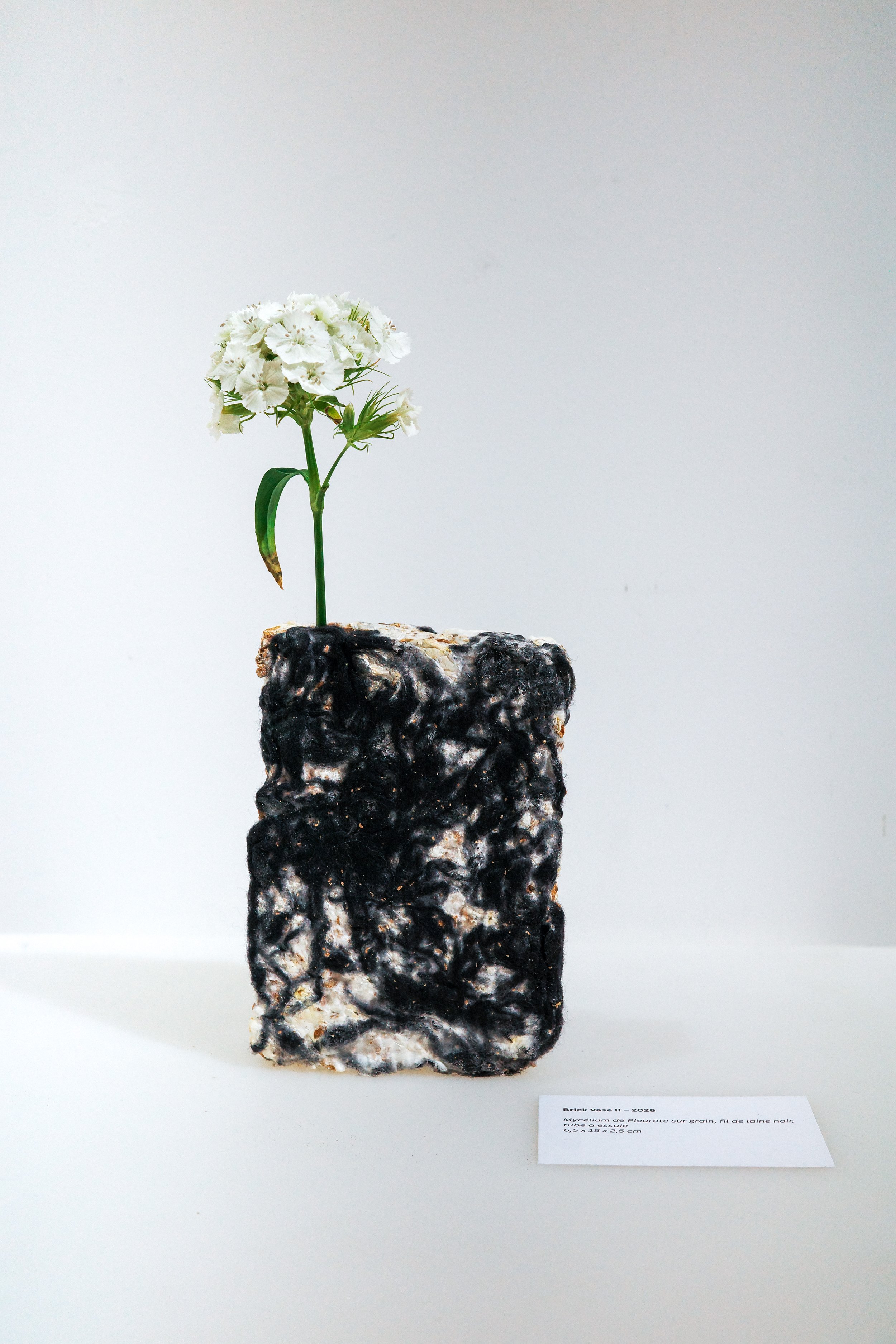 black wool straight on.jpg