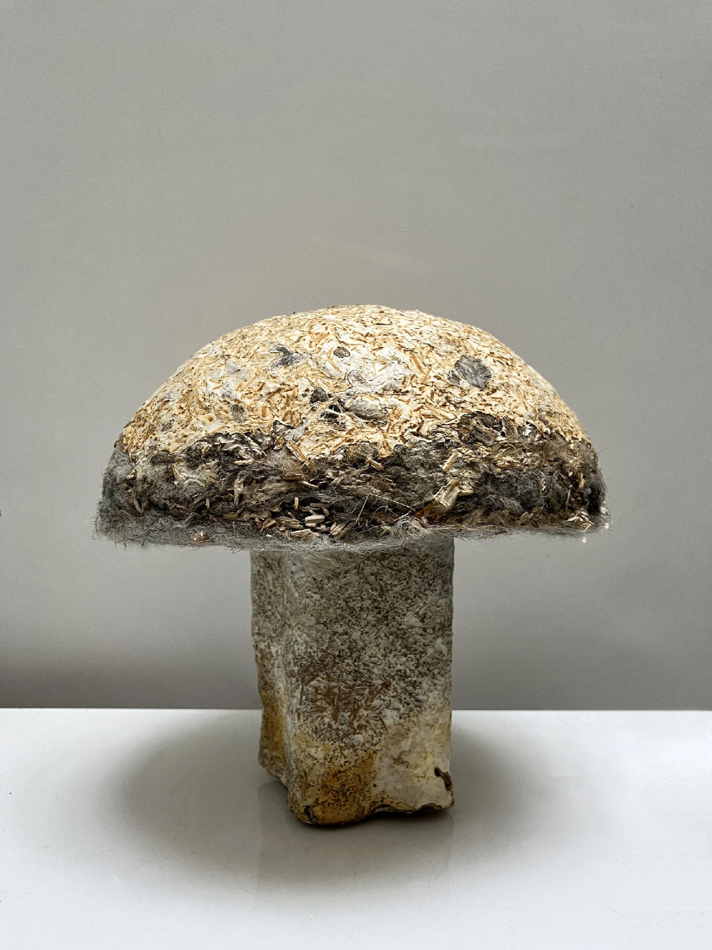 reishi mycelium lamp made from recycled wool and coffee grounds