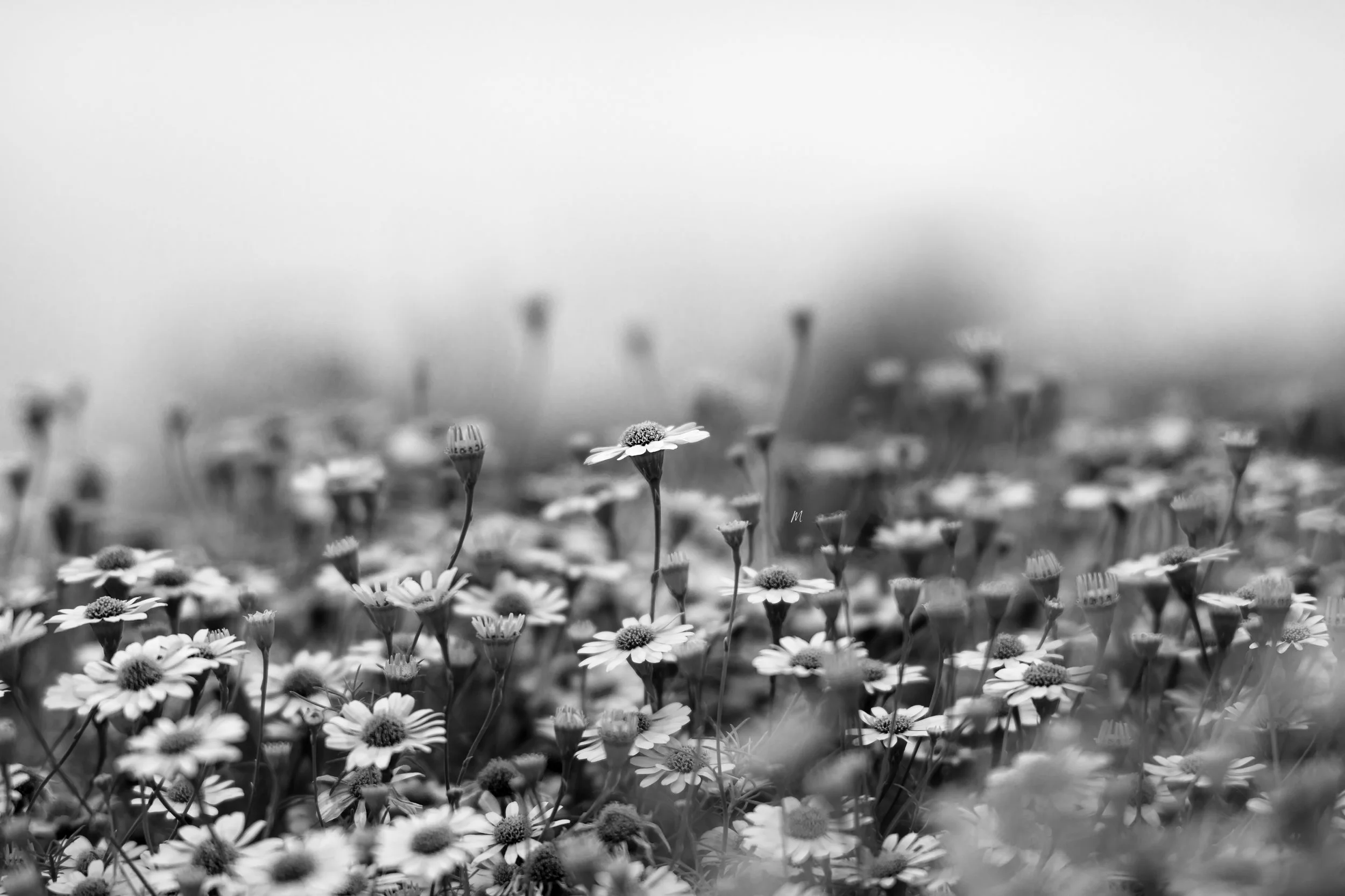 flowers.jpg