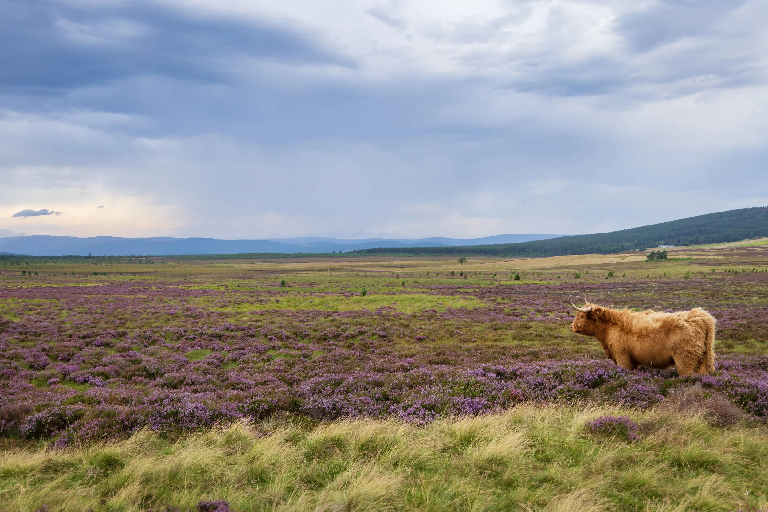 2. Highland coo_02.jpg