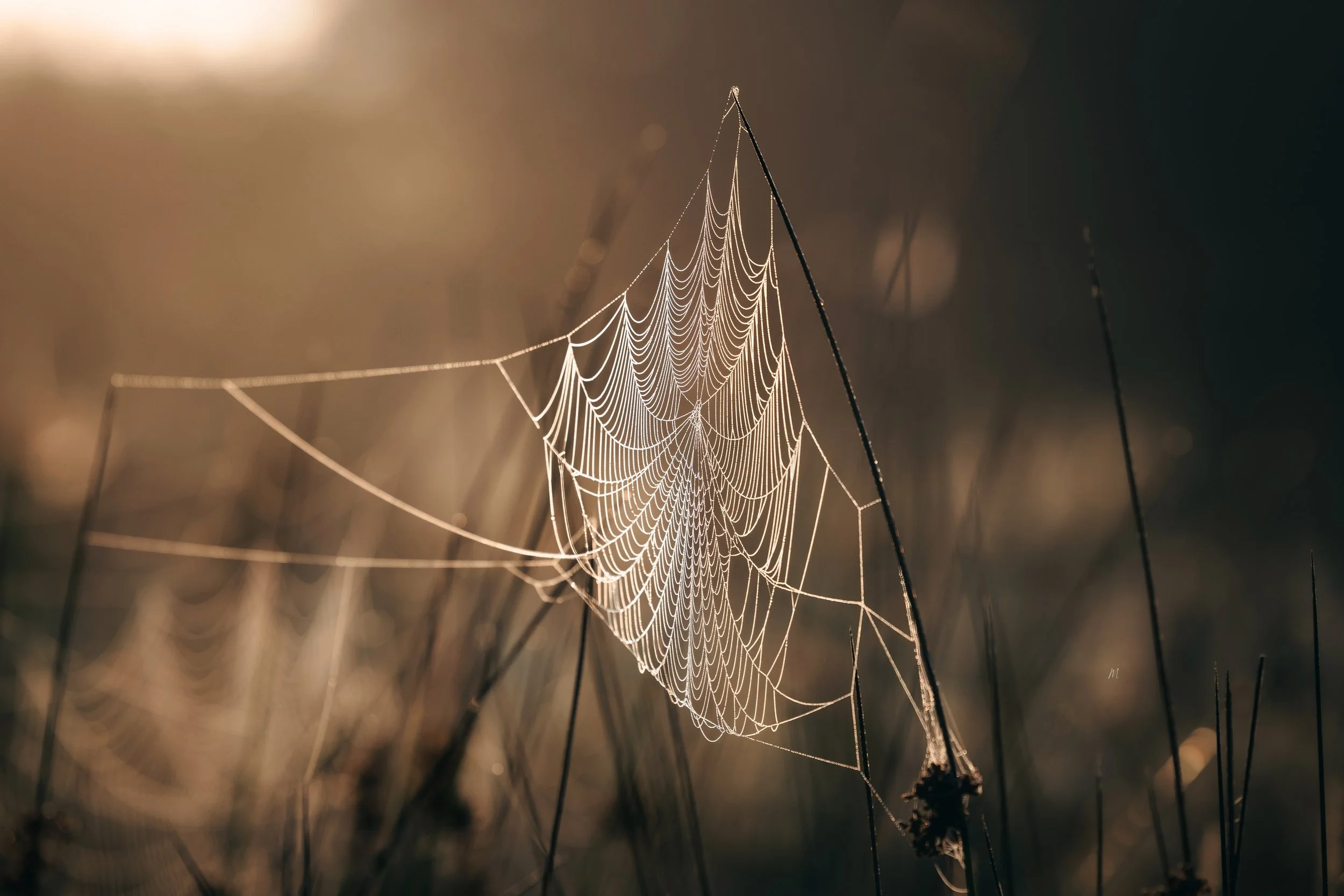 Spiderweb 01.jpg