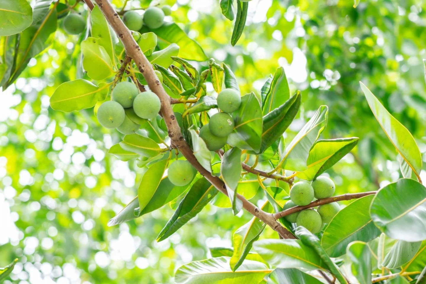 Key Ingredient Spotlight: Tamanu Oil