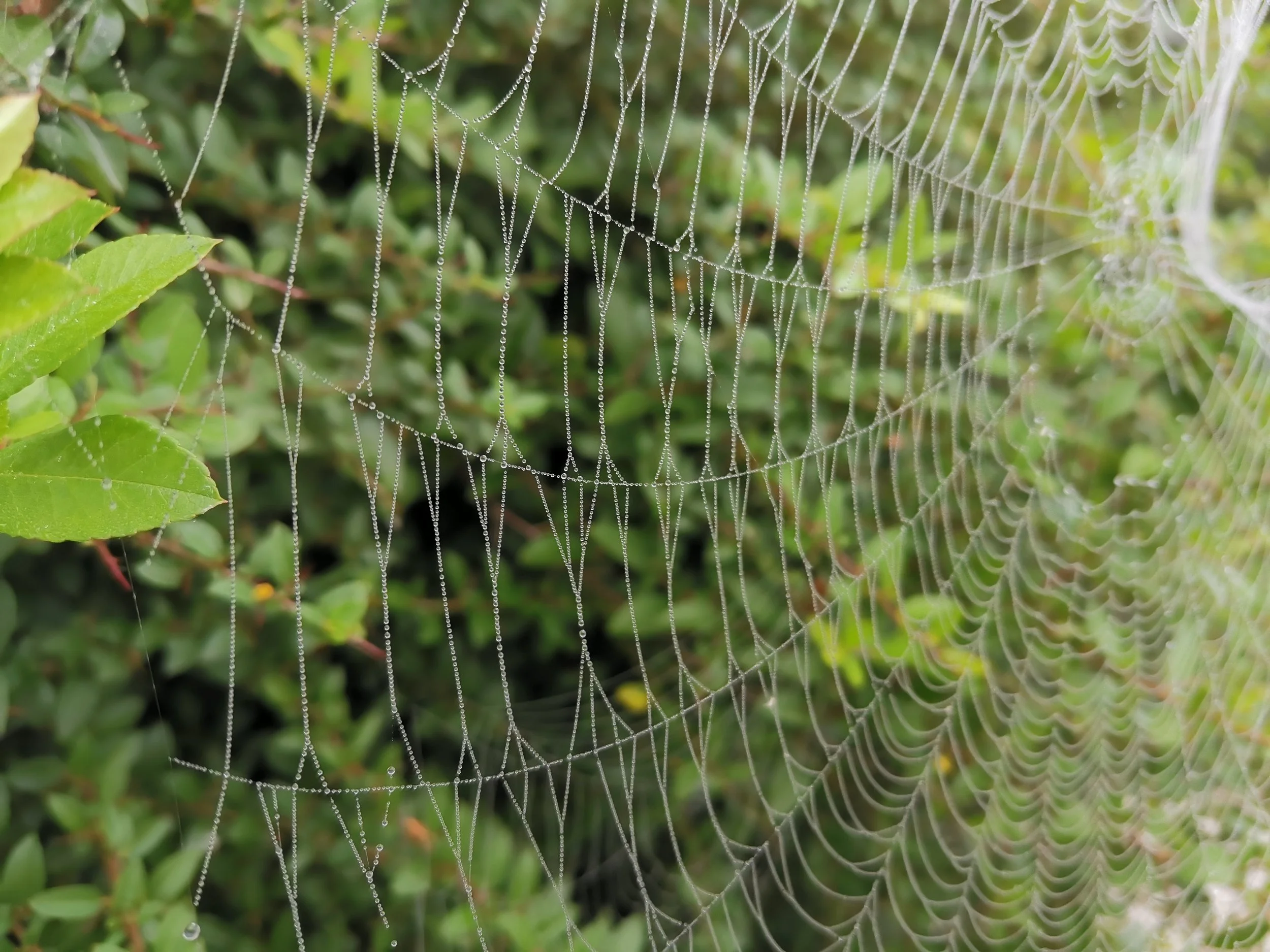 Spinnennetz mit Wassertropfen auf grünen Blättern im Hintergrund.