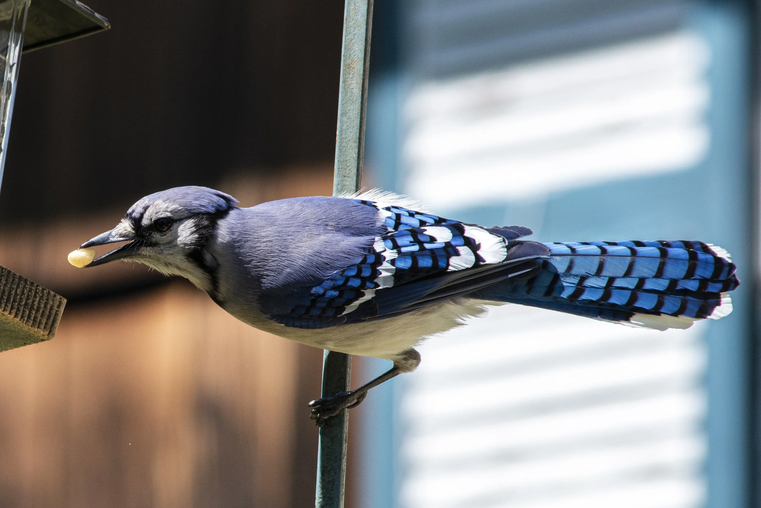 birbs2.jpg