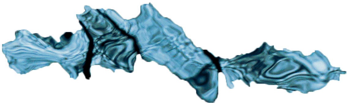 Fragment uit de foto 'Nixie' ©Frans Blanker