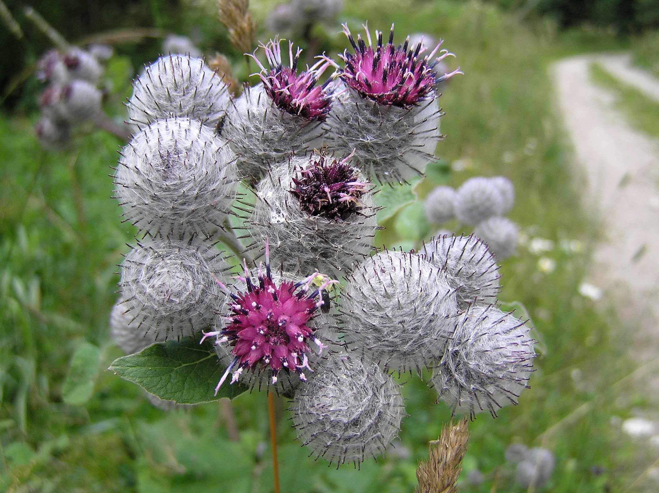 Burdock flower.jpeg