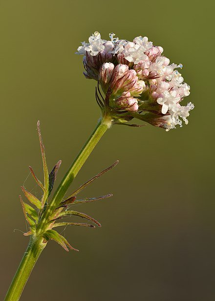 Valerian flower.jpeg