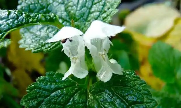 Nettle flower.jpeg