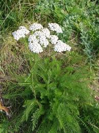 yarrow plant.jpeg