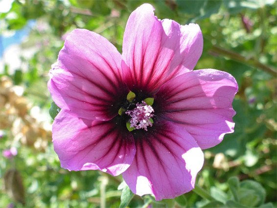 Tree mallow flower.jpeg