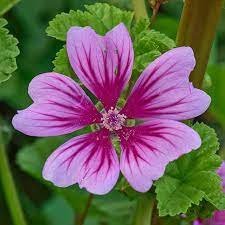 Common Mallow flower.jpeg