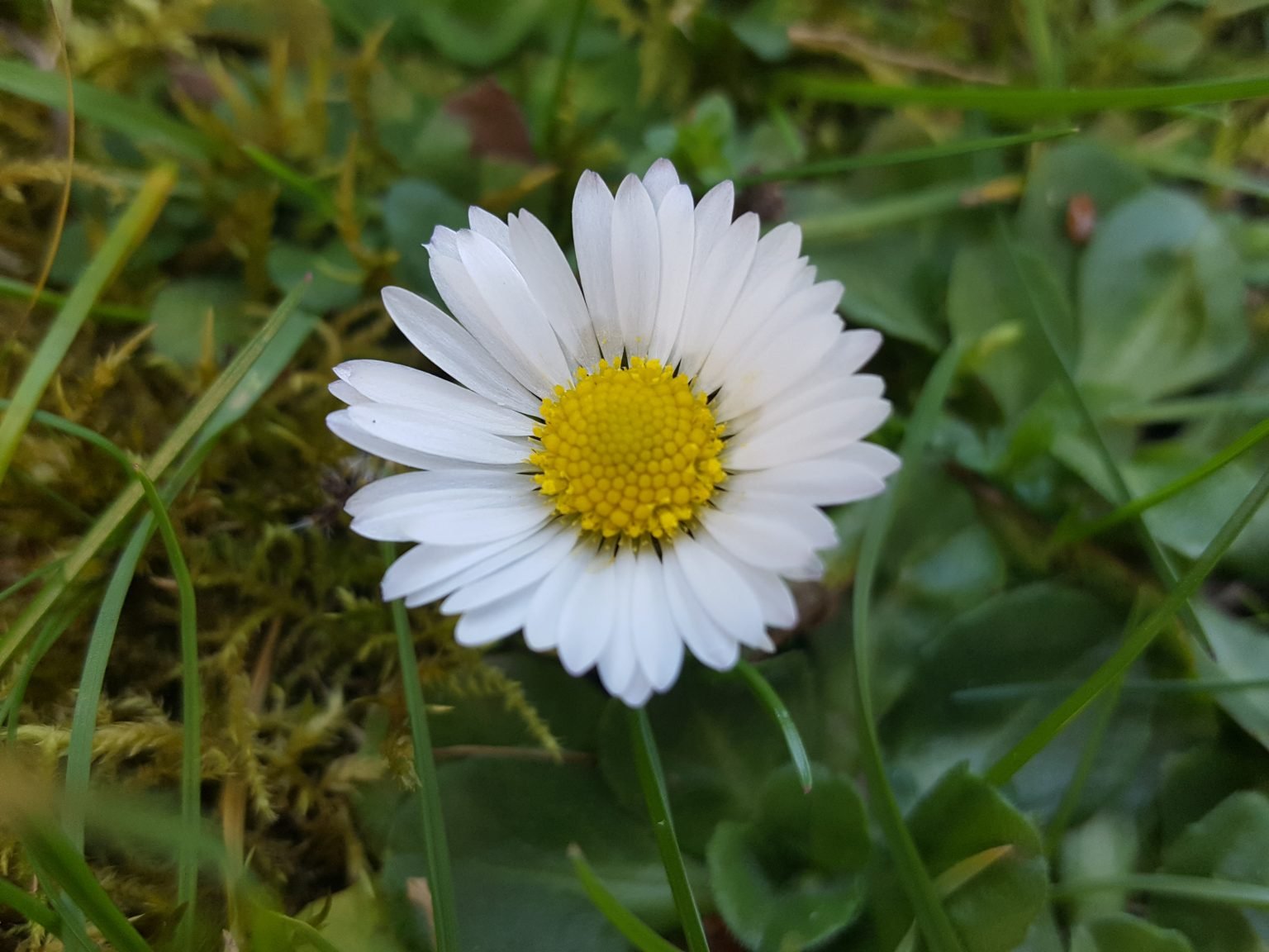 daisy-flower.jpeg