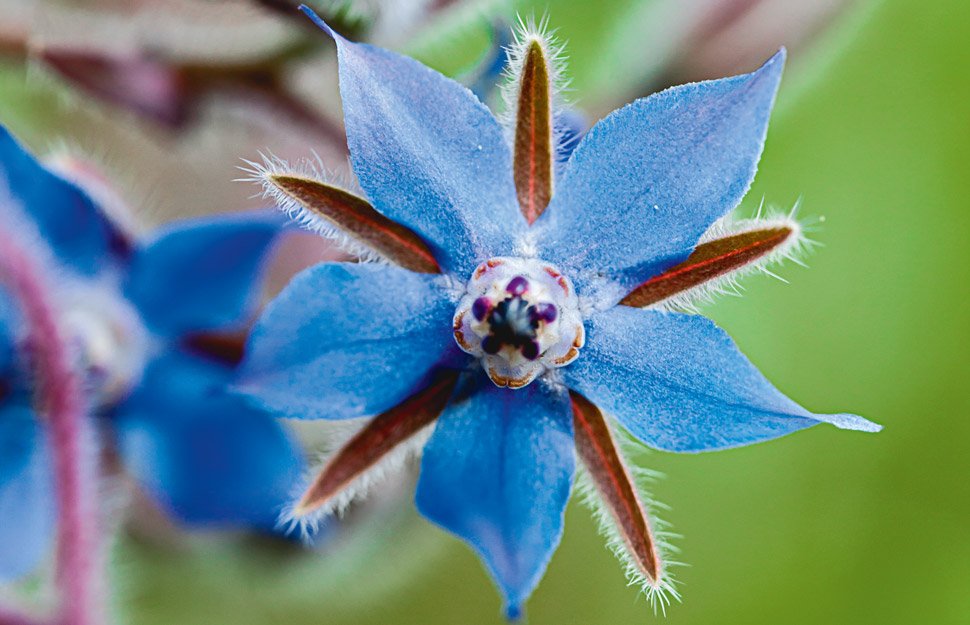 borage flower.jpeg