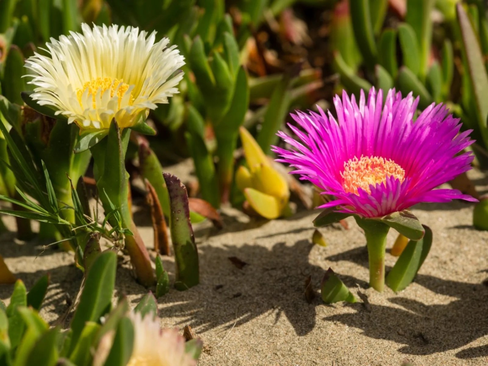 Hottentot Fig flower.jpeg