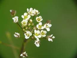 Shepherds Purse flower.jpeg
