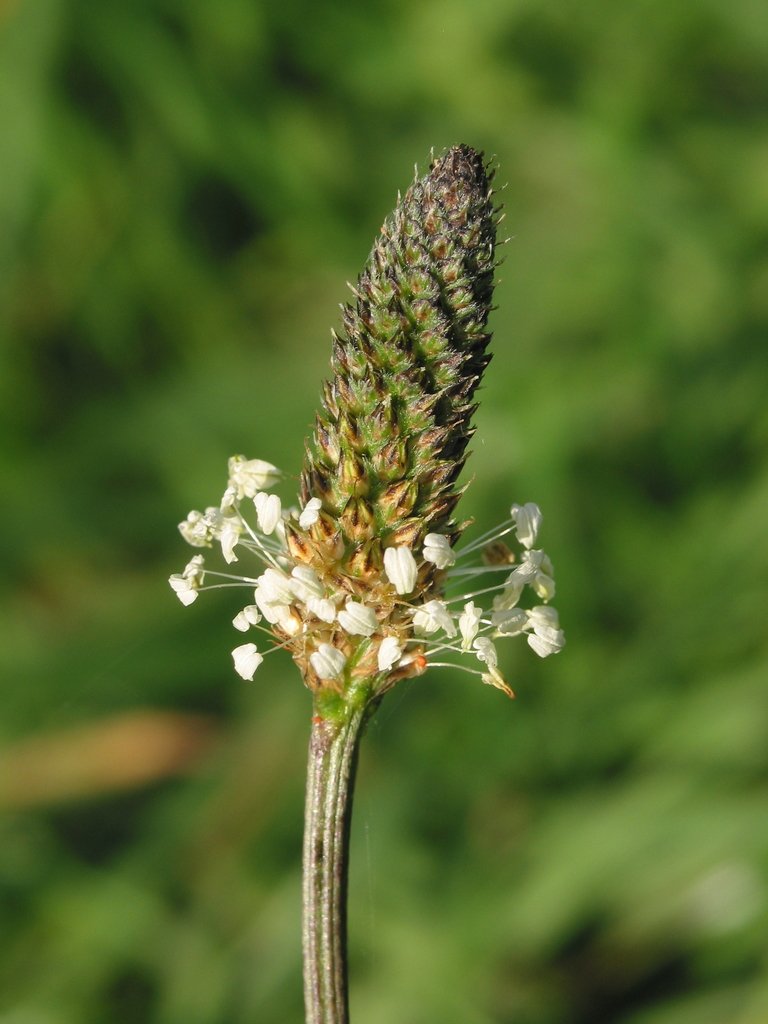Ribwort Plantain flower.jpeg