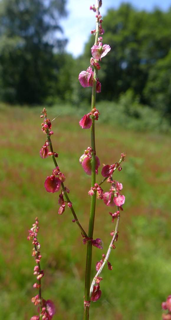 Sorrel(Common)_2019_06_18_AinsdaleHills129p4.jpg
