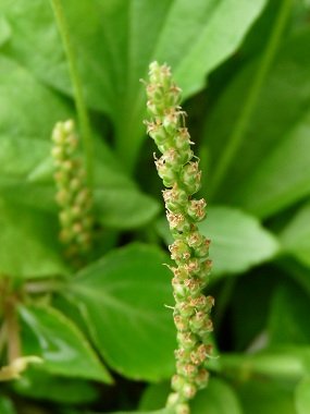 Broad leaved Plantain flower.jpeg
