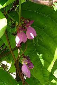 Broad Bean flower.jpeg