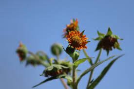 yacon flower.jpeg