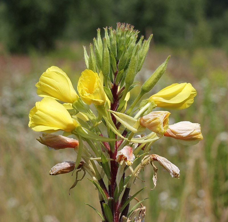 Evening primrose flower.jpeg