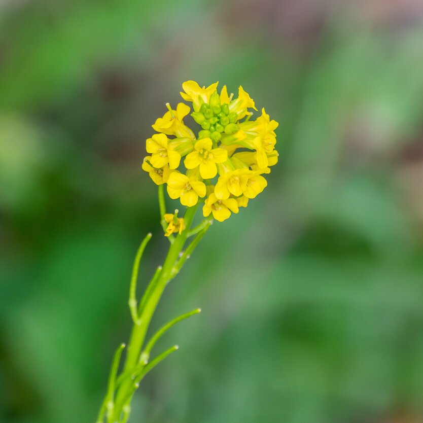 Yellow Rocket flower.jpeg
