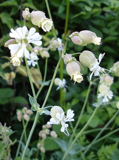 Bladder Campion flower.jpeg